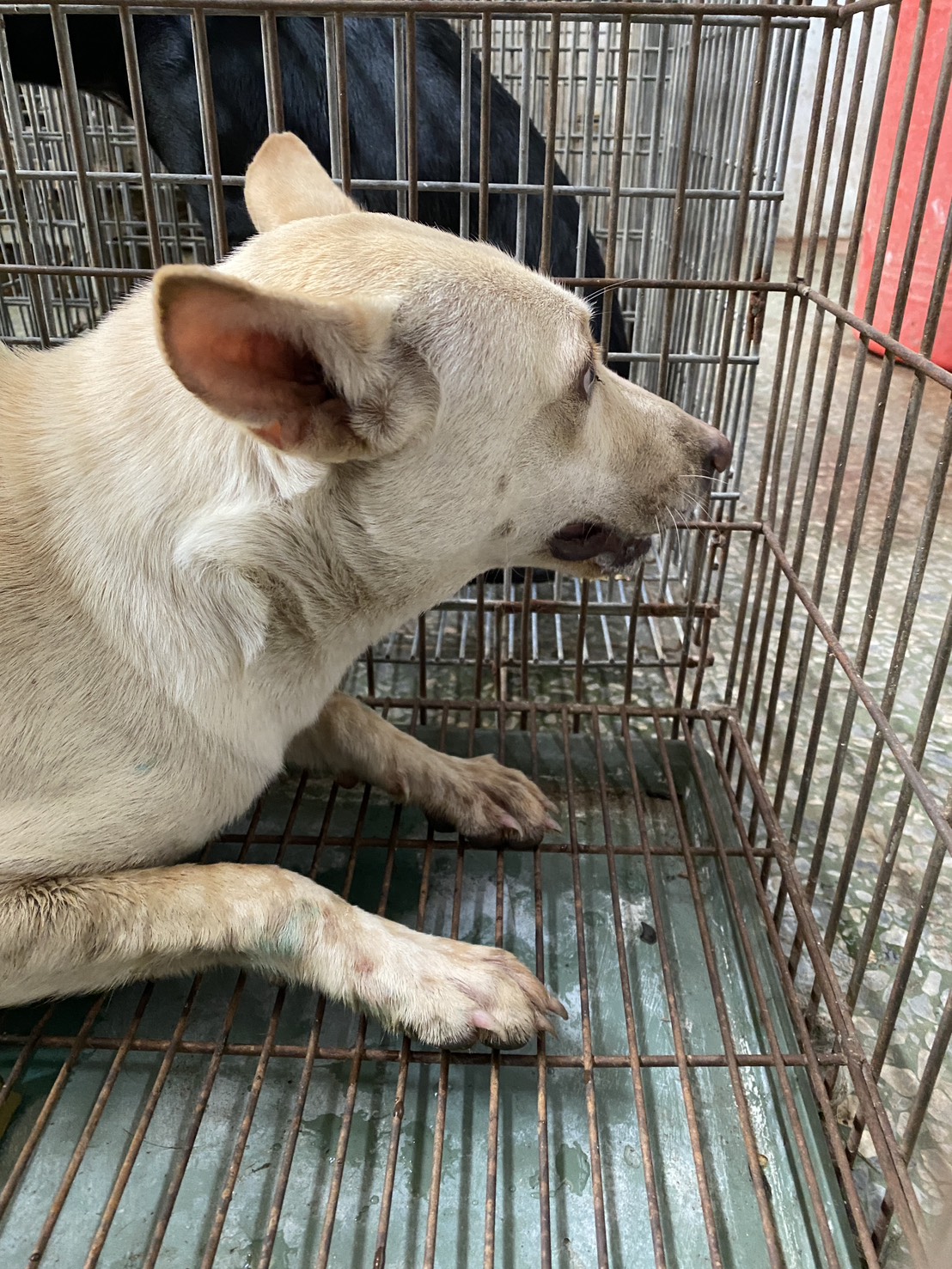 Photo of No. S150429-03, Adult · Female · Medium · Mixed breed
