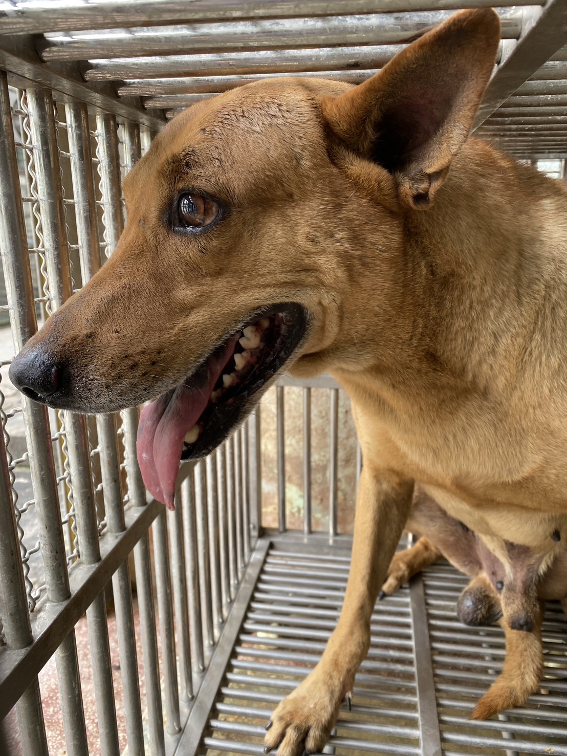 Tan adult male mixed-breed dog, Medium, shelter no. …9-04