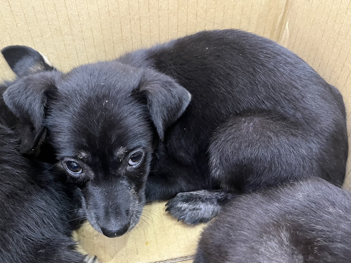 Photo of No. LAAAG1150401Q16-1, Young · Female · Small · Mixed breed