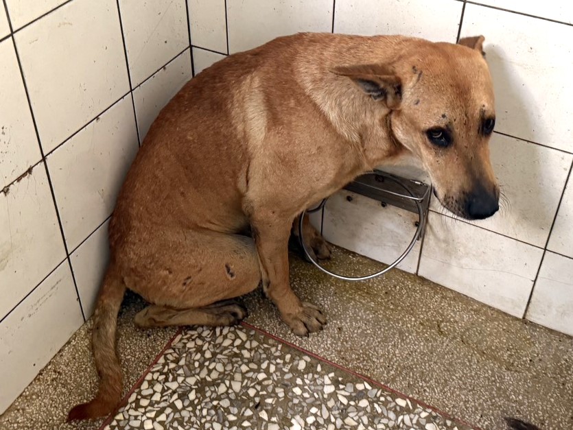 Photo of No. LAAAG1150330A24-2, Adult · Male · Large · Mixed breed