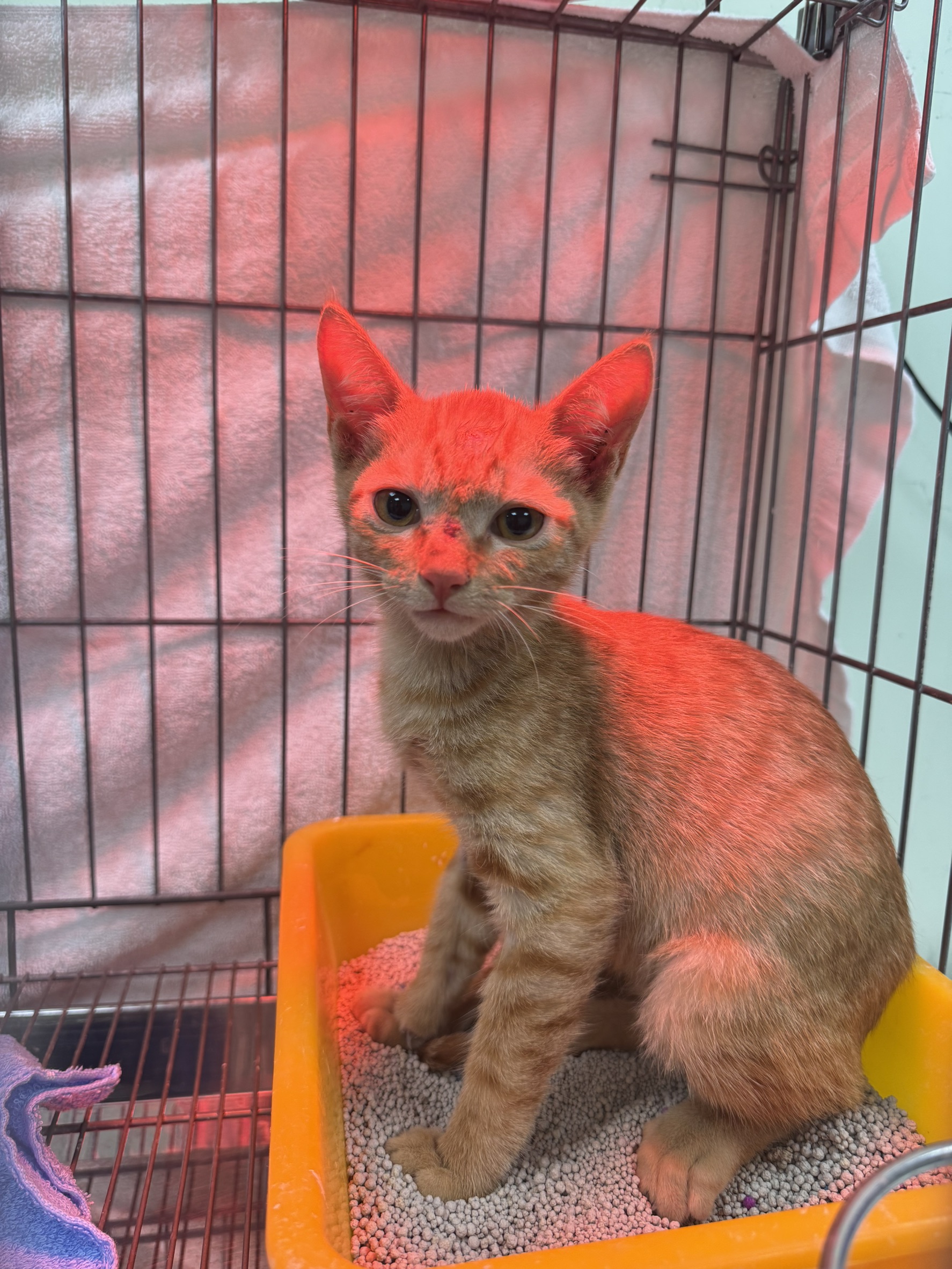 Photo of No. AAAIG1150430002, Young · Male · Small · Mixed breed