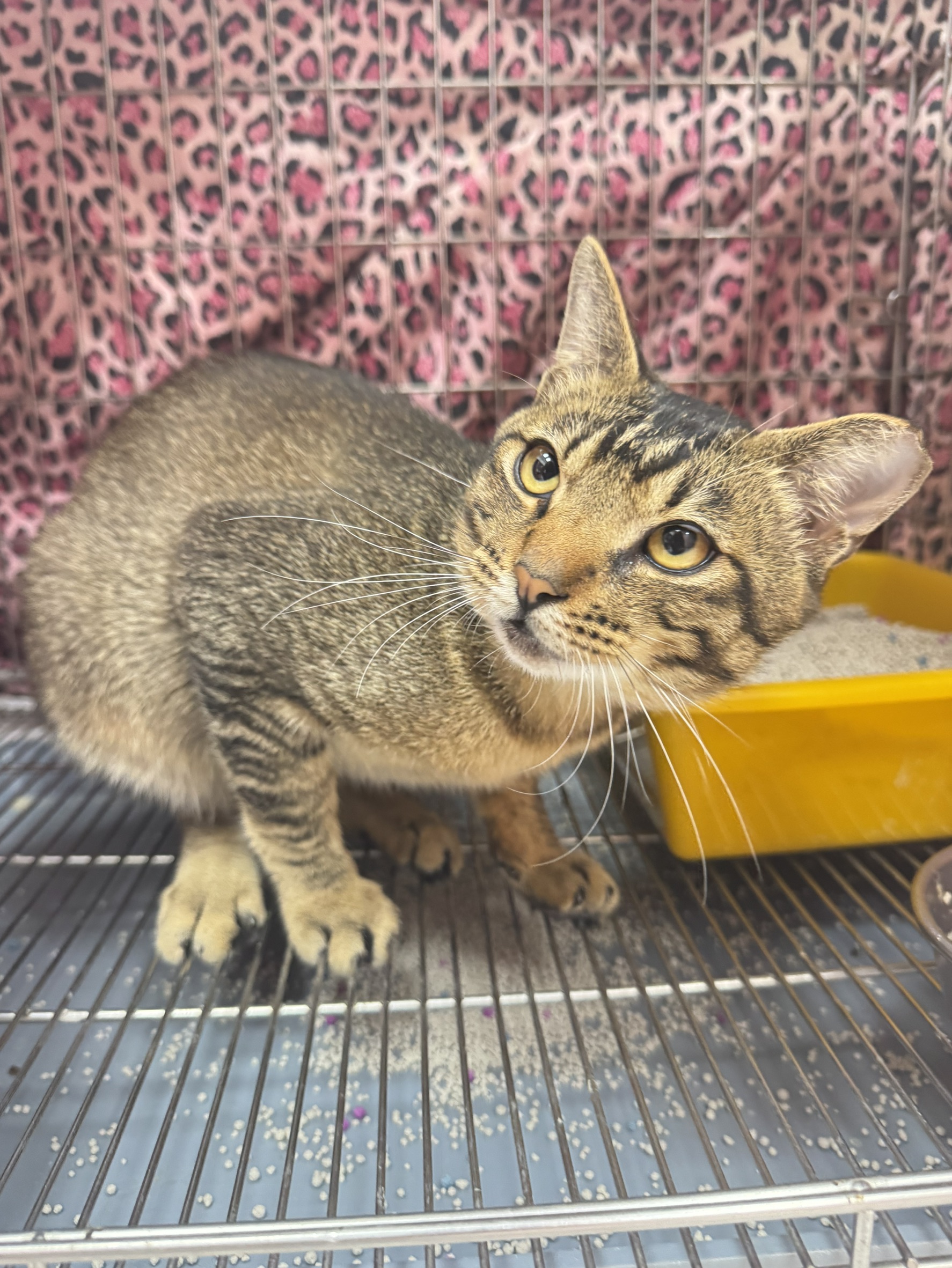 Photo of No. AAAIG1150430004, Adult · Male · Small · Mixed breed