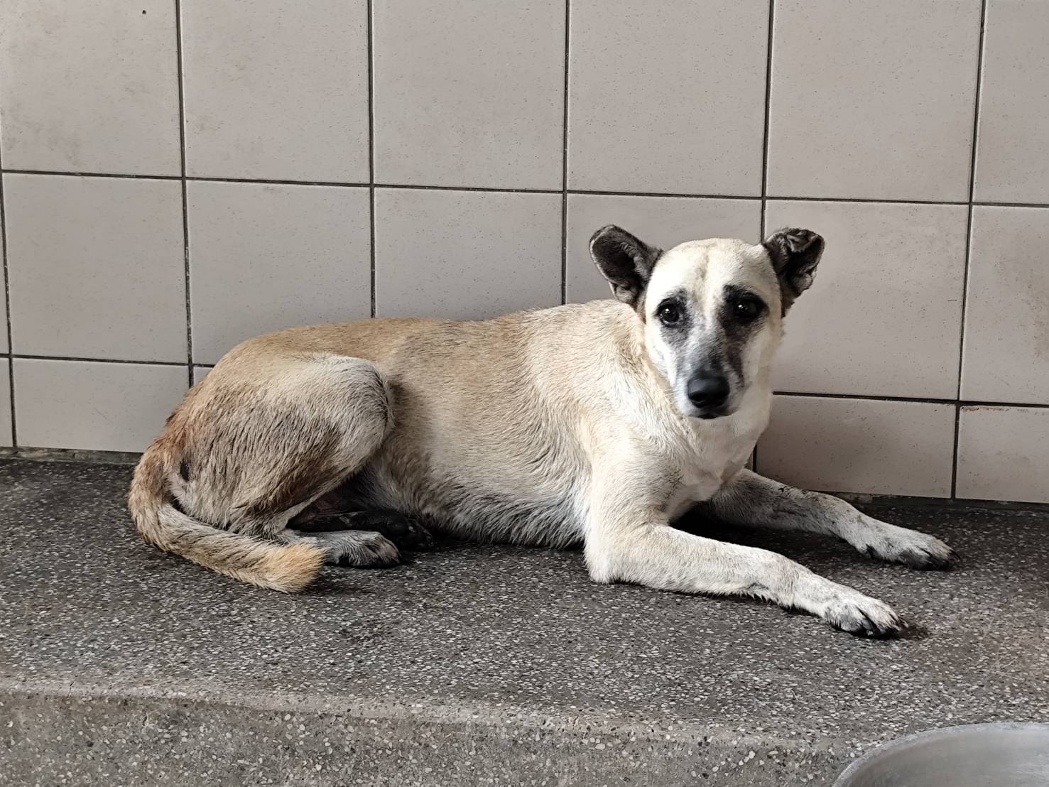 Photo of No. LAABG114111303, Adult · Female · Large · Mixed breed