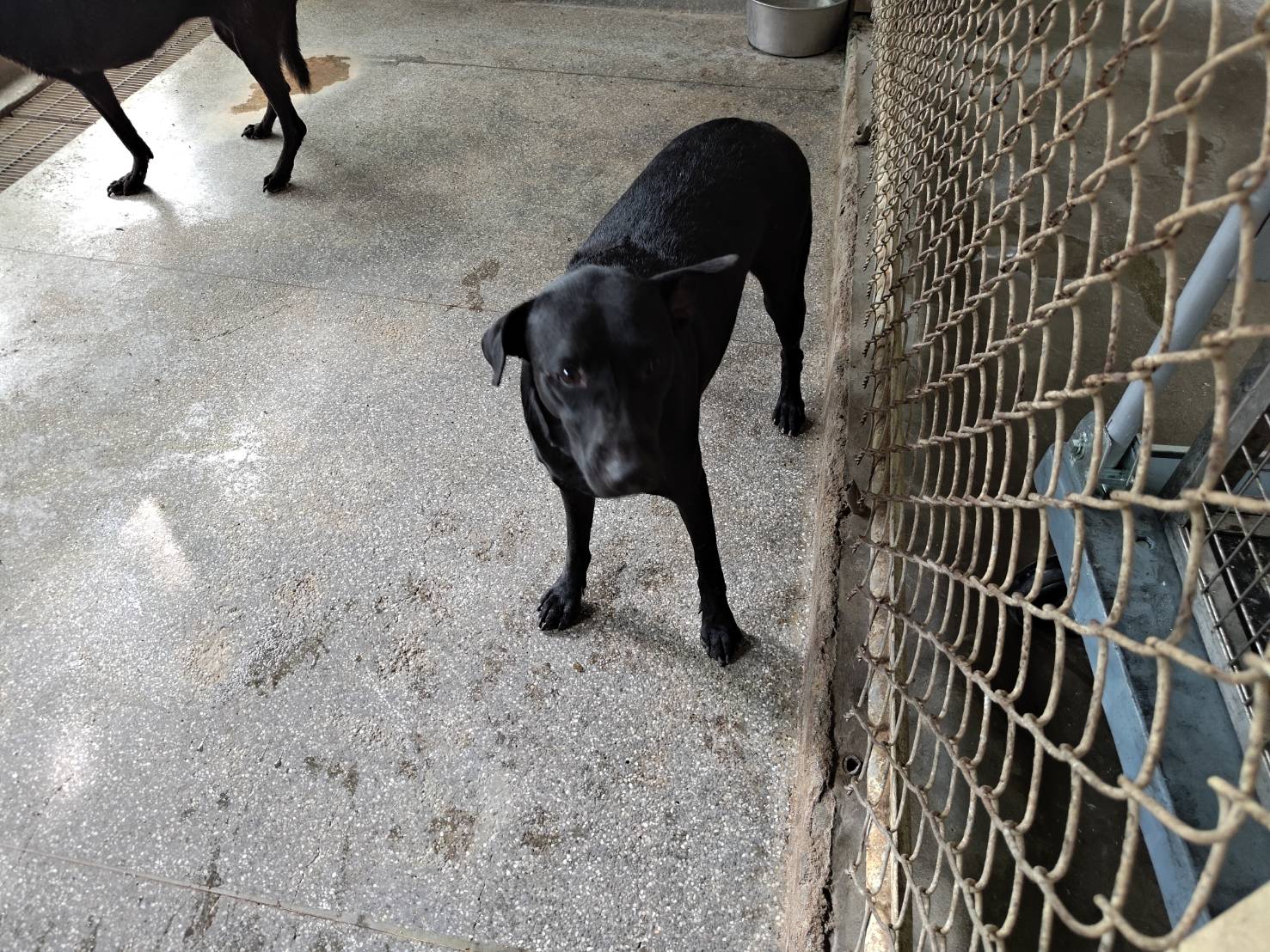 Photo of No. LAABG114110201, Adult · Female · Large · Mixed breed