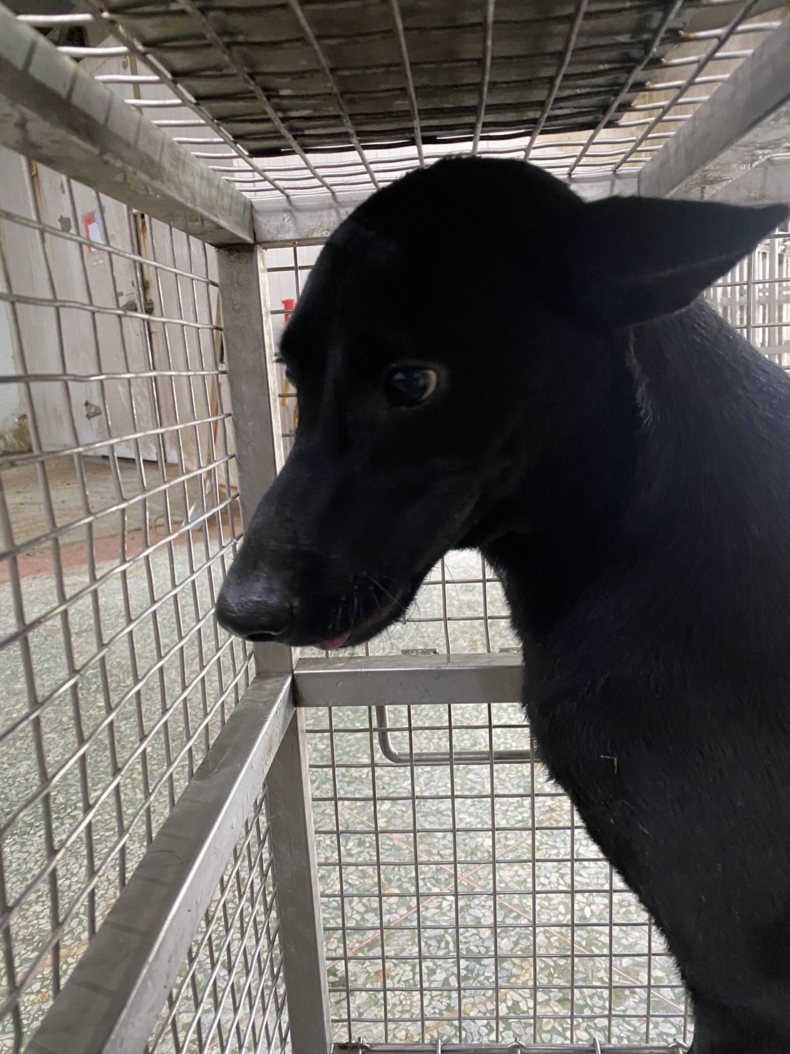 Photo of No. S150430-03, Adult · Male · Medium · Mixed breed