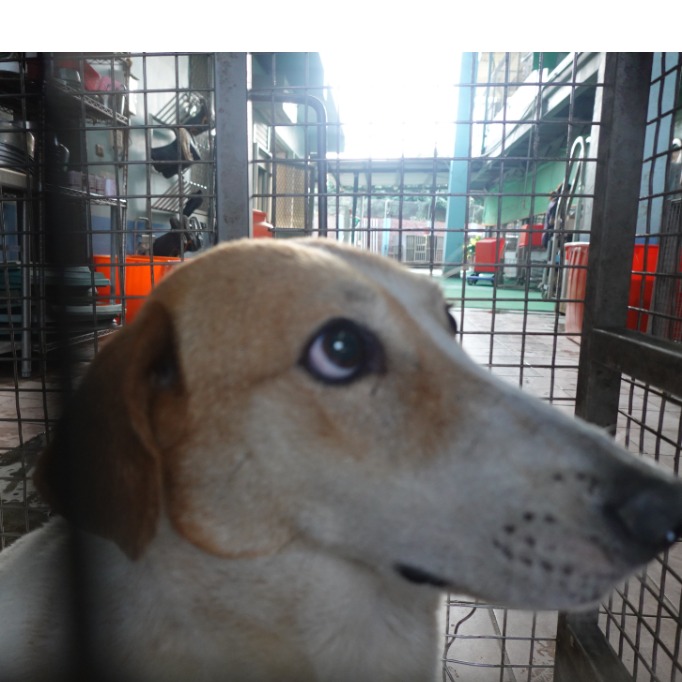 Photo of No. W150430-04, Adult · Male · Medium · Mixed breed