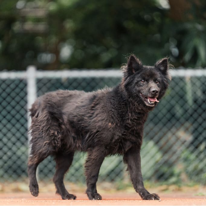 Photo of No. AAADG2018012905, Adult · Male · Small · Mixed breed