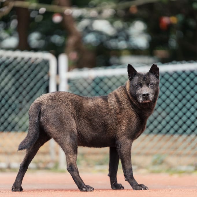 Photo of No. AAADG2020081808, Adult · Male · Medium · Mixed breed
