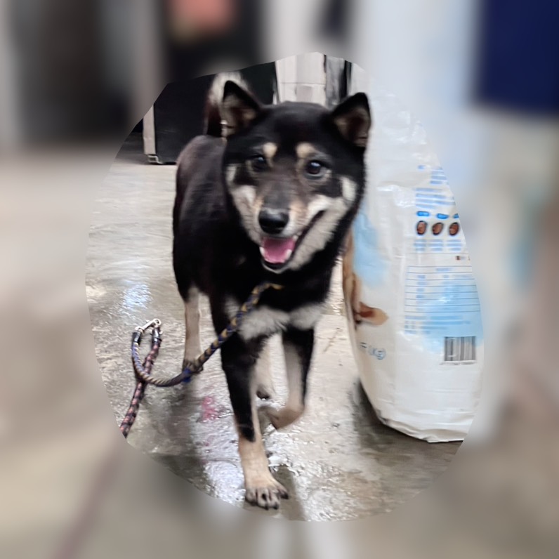 Photo of No. AAACG1150502003, Adult · Female · Small · Shiba Inu