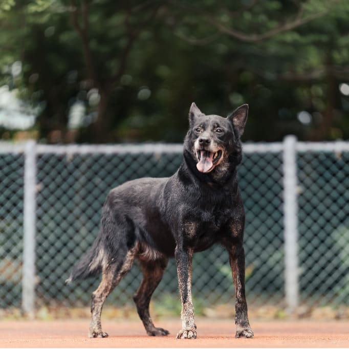 Black adult male mixed-breed dog, Medium, shelter no. …1301