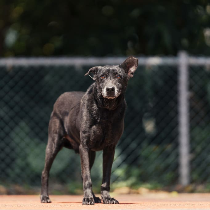 Black adult male mixed-breed dog, Medium, shelter no. …0508