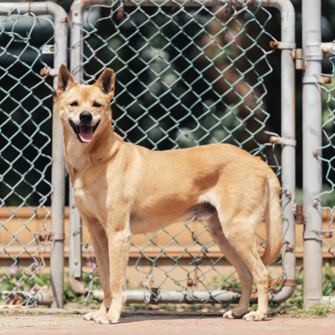 Photo of No. AAADG2018050813, Adult · Male · Medium · Mixed breed