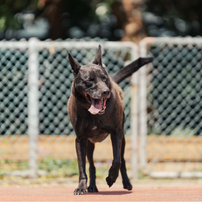 Photo of No. AAADG2023032803, Adult · Male · Medium · Mixed breed