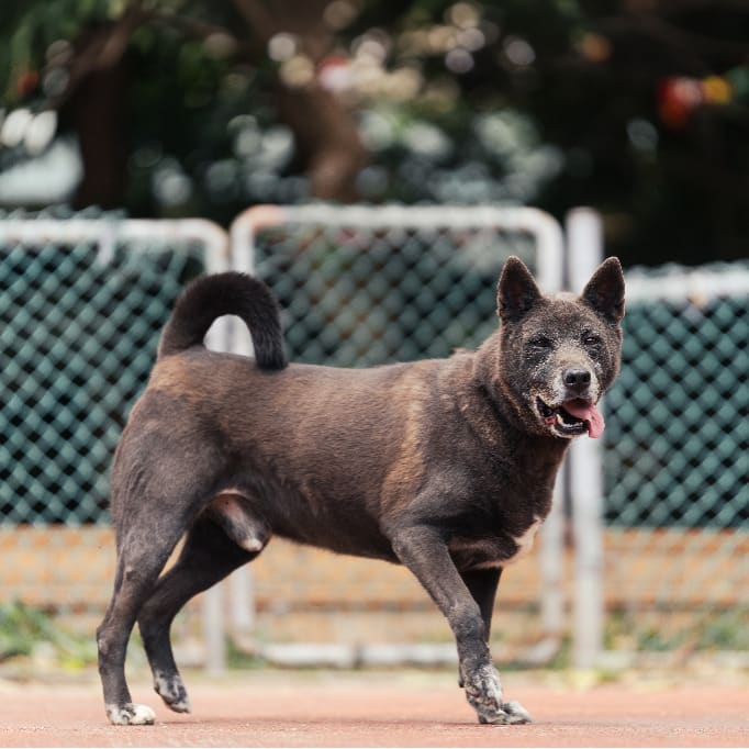 Photo of No. AAADG2021112704, Adult · Male · Medium · Mixed breed