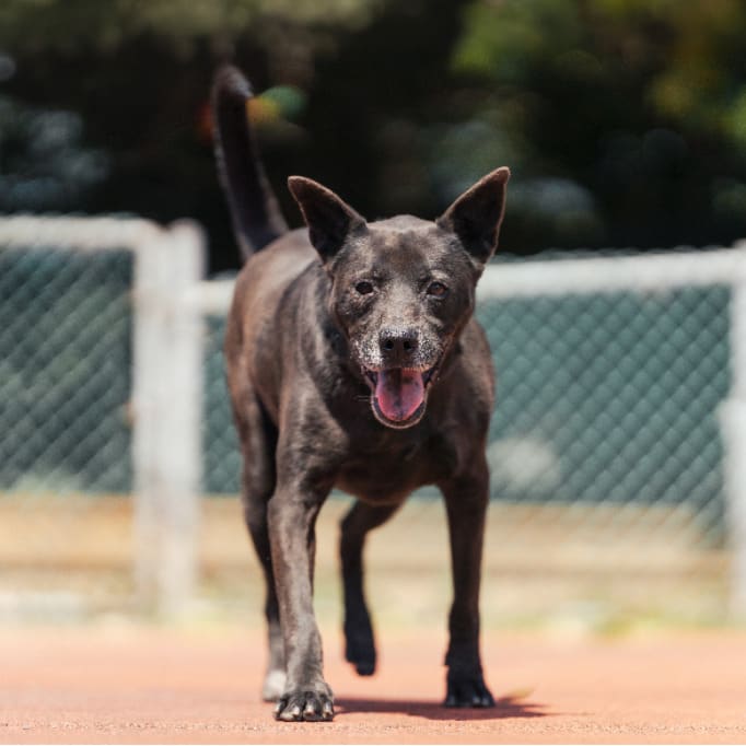 Photo of No. AAADG2022042601, Adult · Male · Medium · Mixed breed
