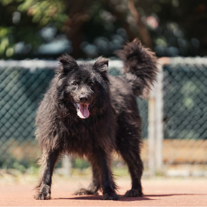 Black adult male mixed-breed dog, Medium, shelter no. …0407