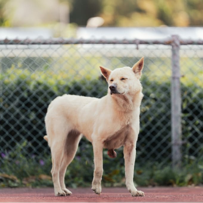 Photo of No. AAADG2023013004, Adult · Female · Medium · Mixed breed