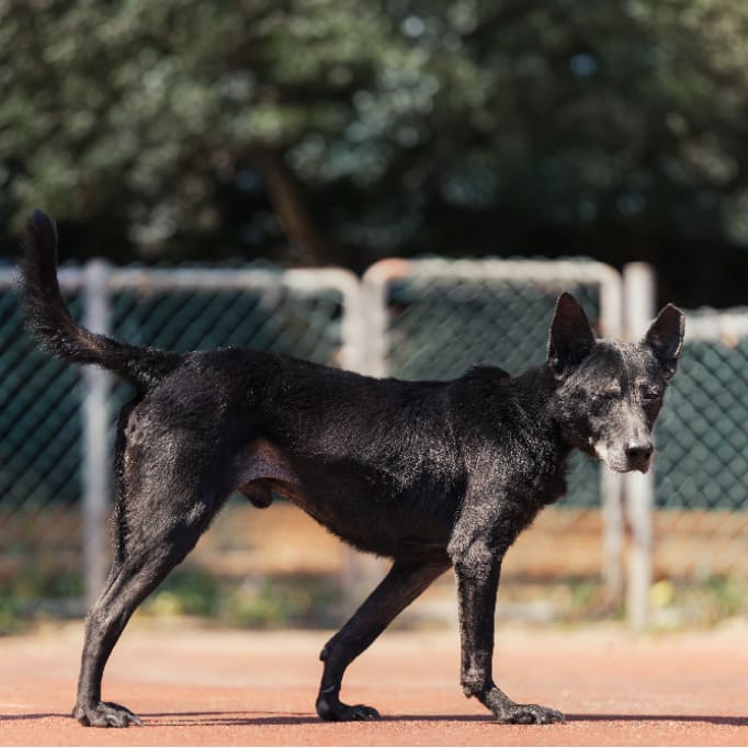 Photo of No. AAADG2021020304, Adult · Male · Medium · Mixed breed
