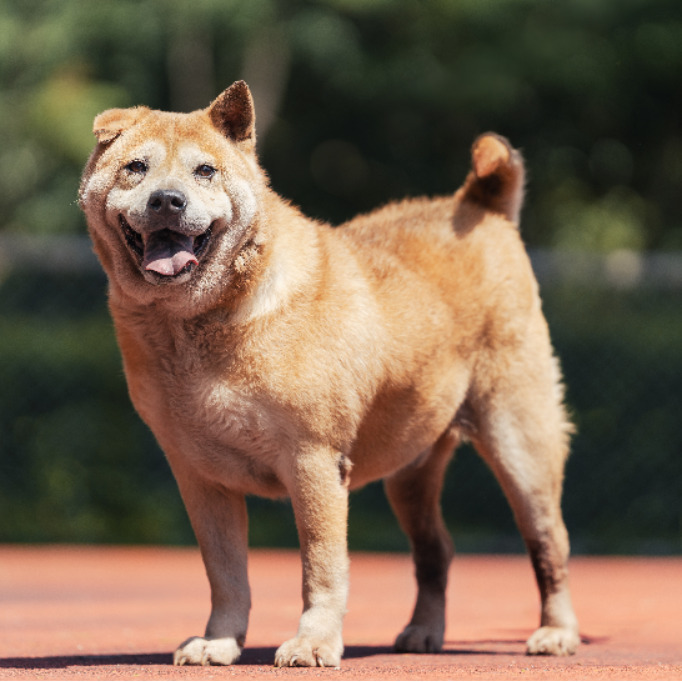 Photo of No. AAADG2025021801, Adult · Male · Medium · Mixed breed