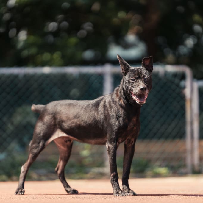Photo of No. AAADG2020081102, Adult · Male · Medium · Mixed breed