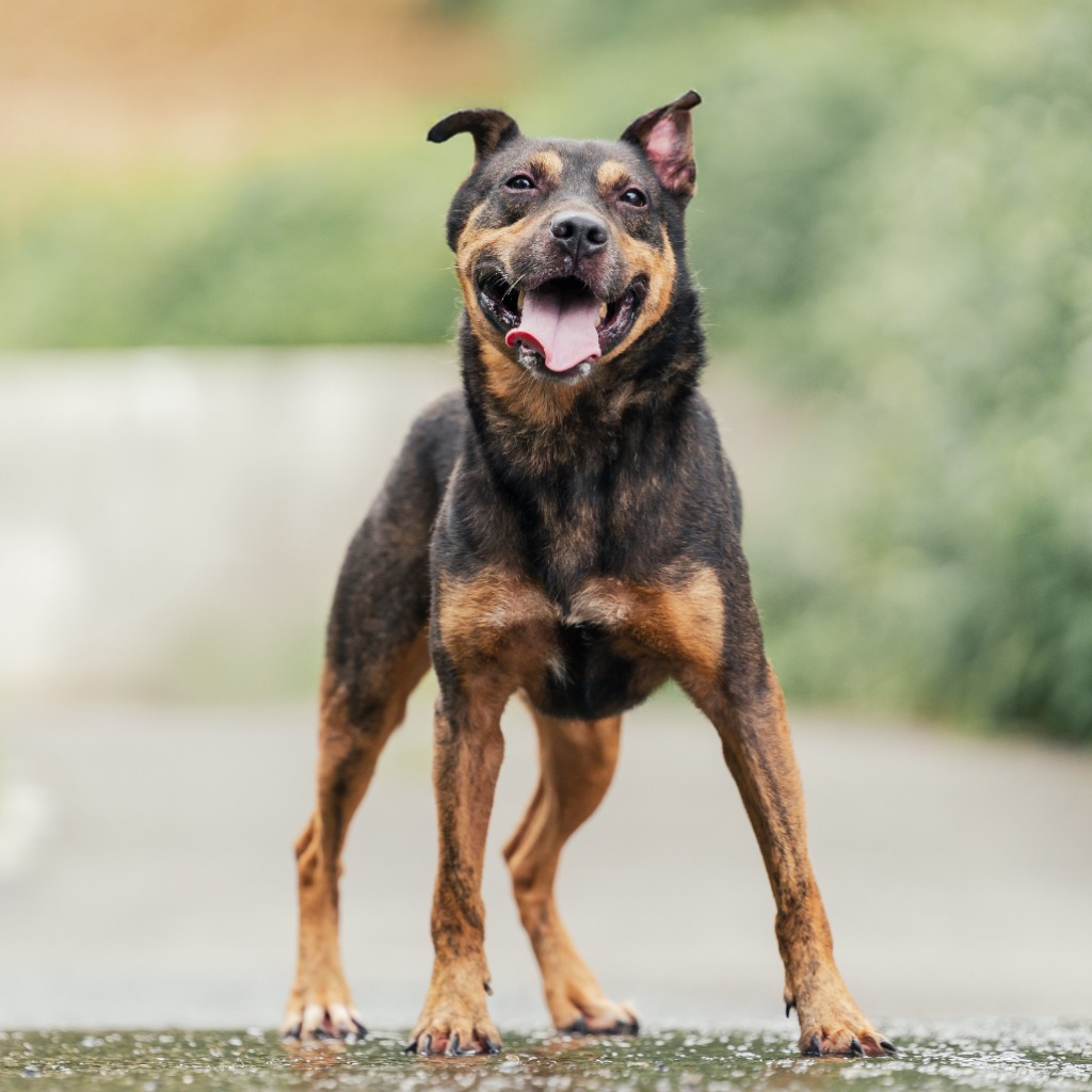 Photo of No. AAACG1150502002, Adult · Male · Medium · Mixed breed
