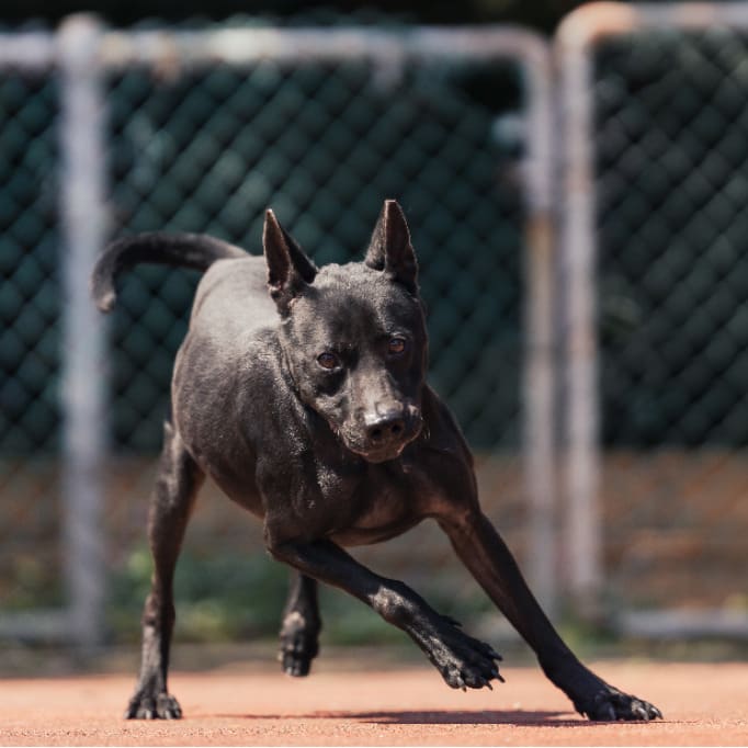 Black adult male mixed-breed dog, Medium, shelter no. …0501