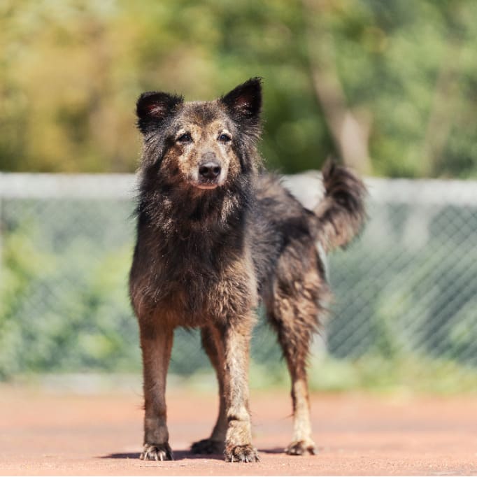 Black-and-tan adult female mixed-breed dog, Medium, shelter no. …1702