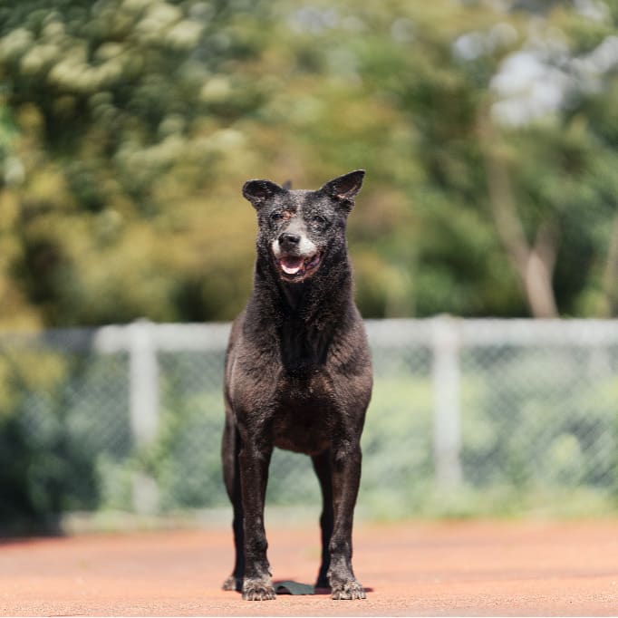 Photo of No. AAADG2023052902, Adult · Female · Medium · Mixed breed