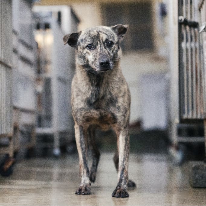 Photo of No. AAADG2023072603, Adult · Male · Medium · Mixed breed
