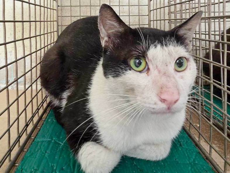 Photo of No. VAAAG115050308, Adult · Male · Medium · Mixed breed