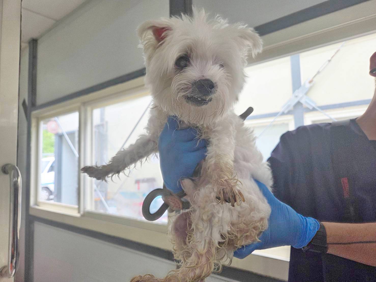 Photo of No. VAAAG115050311, Adult · Male · Small · Maltese