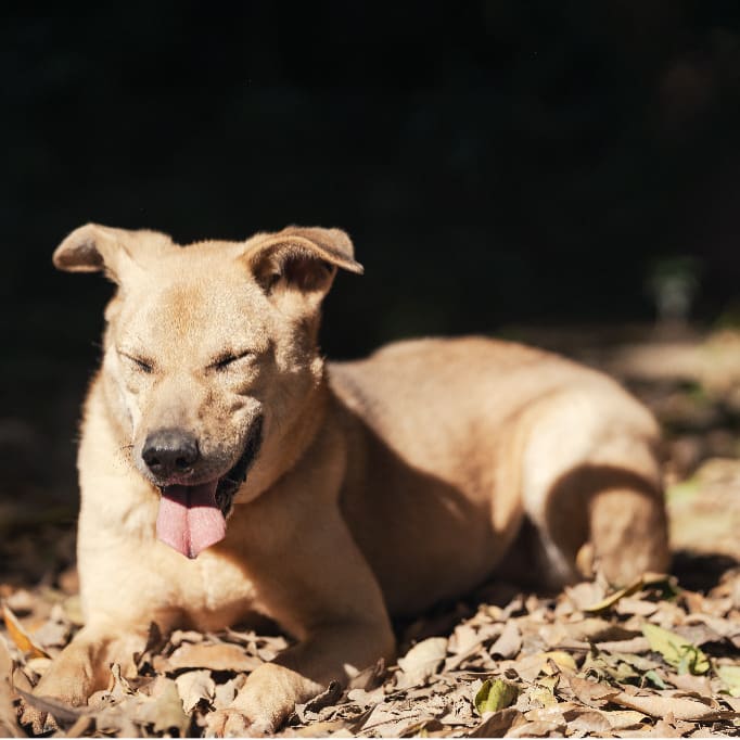 Photo of No. AAADG2020022503, Adult · Male · Medium · Mixed breed