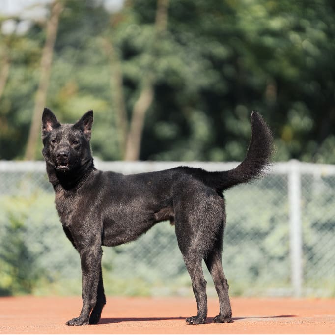 Photo of No. AAADG2023112304, Adult · Male · Medium · Mixed breed