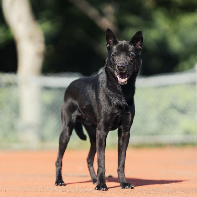 Photo of No. AAADG2023083106, Adult · Male · Medium · Mixed breed