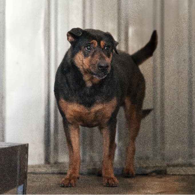 Photo of No. AAADG2024032902, Adult · Female · Medium · Mixed breed