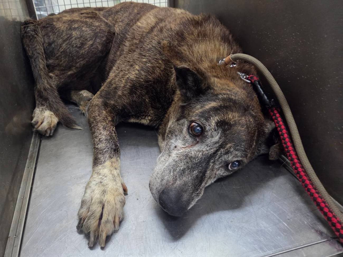 Photo of No. VAAAG115050404, Adult · Male · Medium · Mixed breed