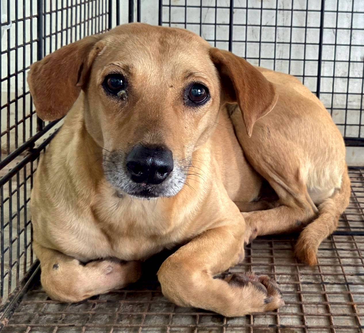 Tan adult female mixed-breed dog, Medium, shelter no. …5003