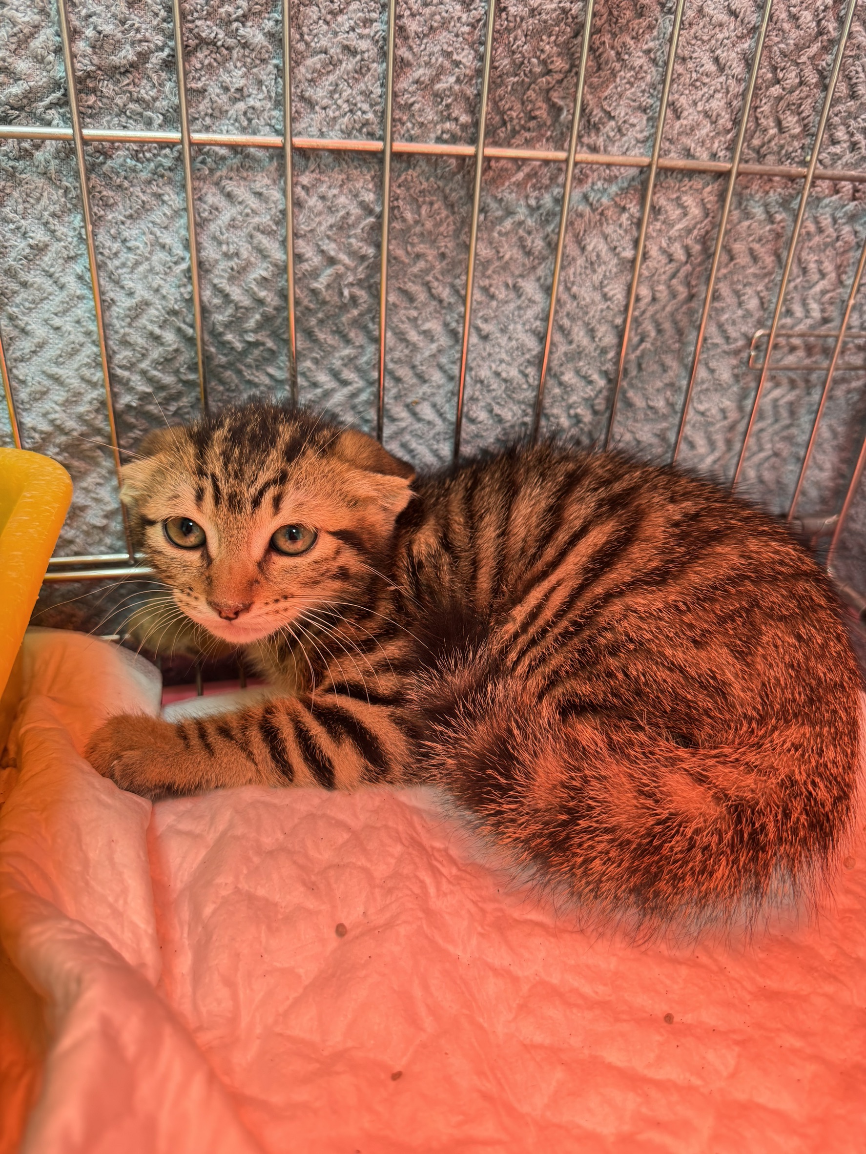 Photo of No. AAAIG1150505001, Young · Male · Small · Mixed breed