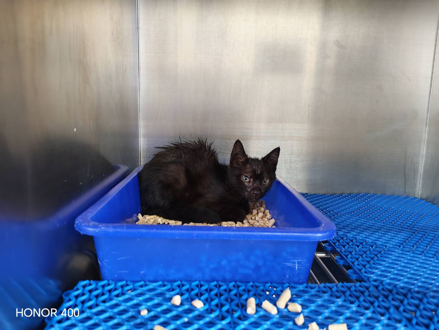 Photo of No. CAAAG1150505002, Young · Male · Small · Mixed breed