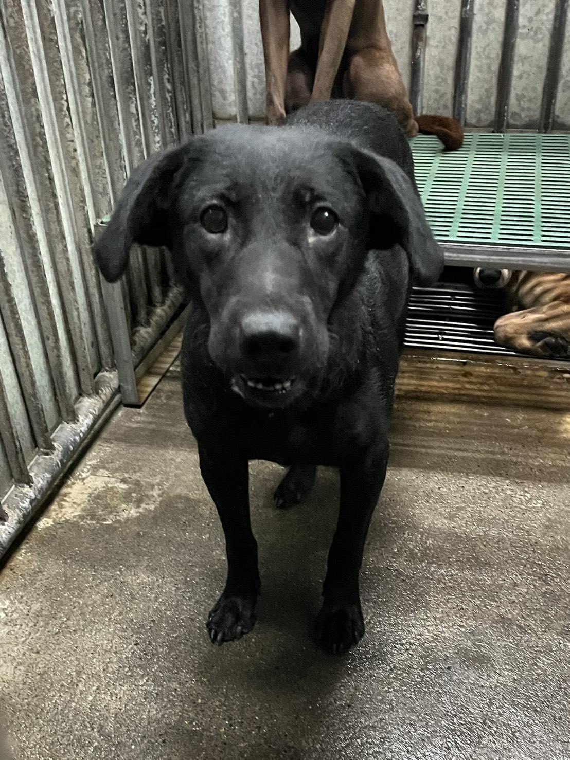 Photo of No. GAAAG1150505010, Adult · Female · Medium · Mixed breed