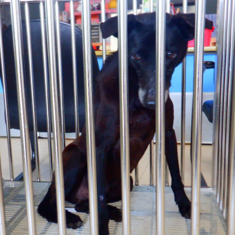 Photo of No. HAAAG1150505142, Adult · Male · Medium · Mixed breed