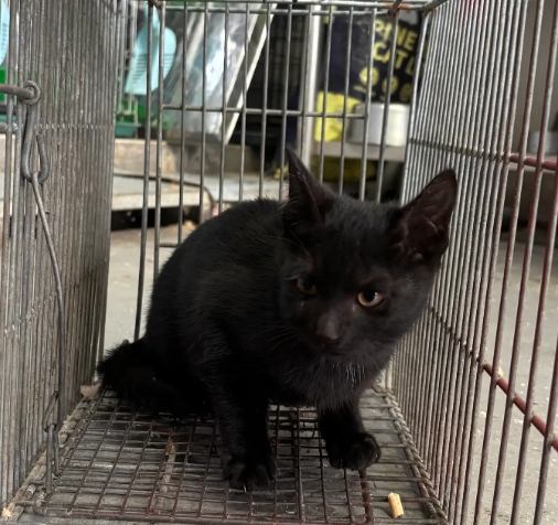 Photo of No. AAAHG1150506002, Adult · Male · Medium · Mixed breed