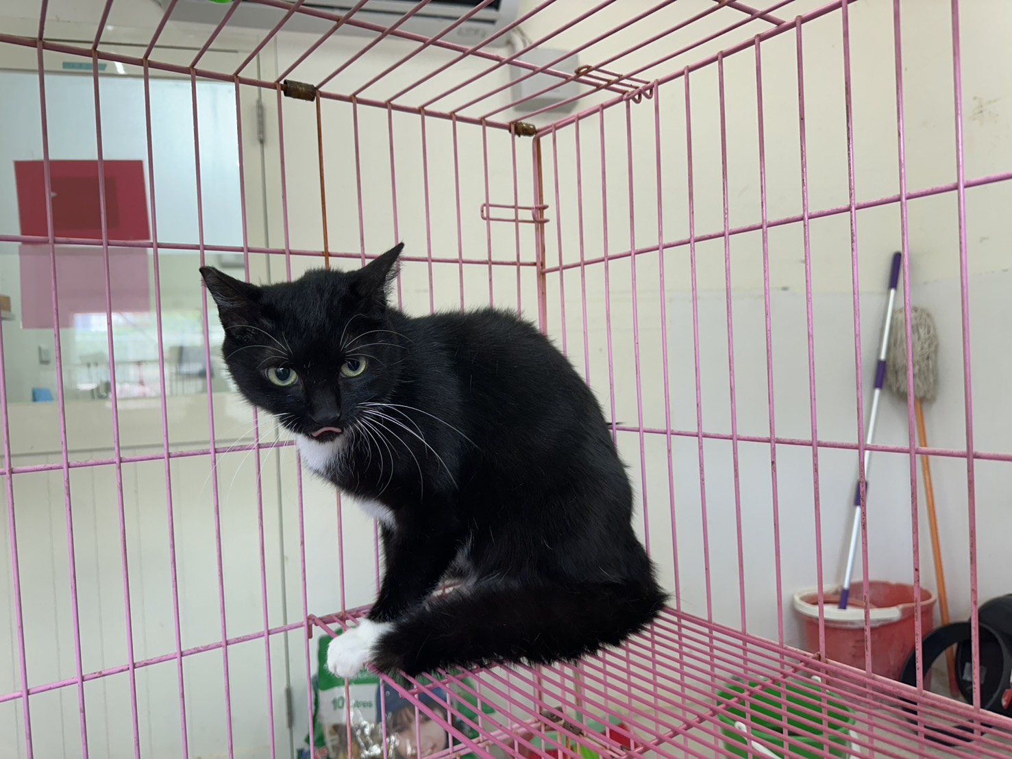 Black adult female mixed-breed cat, Medium, shelter no. …0705