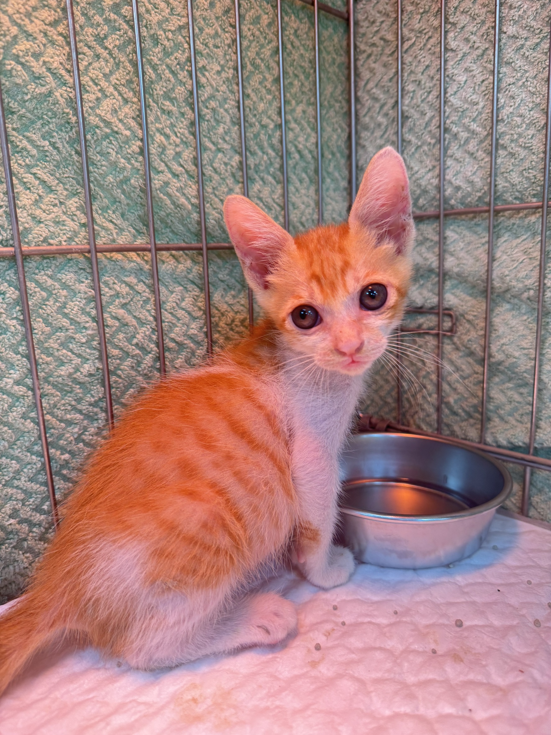 Photo of No. AAAIG1150507010, Young · Male · Small · Mixed breed