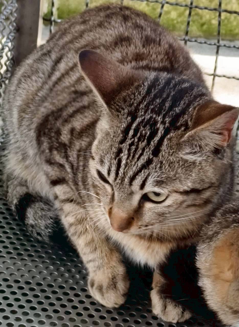 Gata mestiza hembra adulta (atigrado), Mediano, refugio n.º …8006