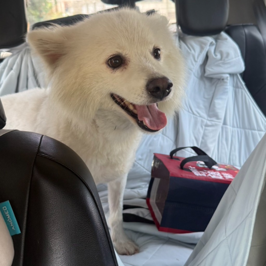 Photo of No. S150507-09, Adult · Male · Medium · Japanese Spitz