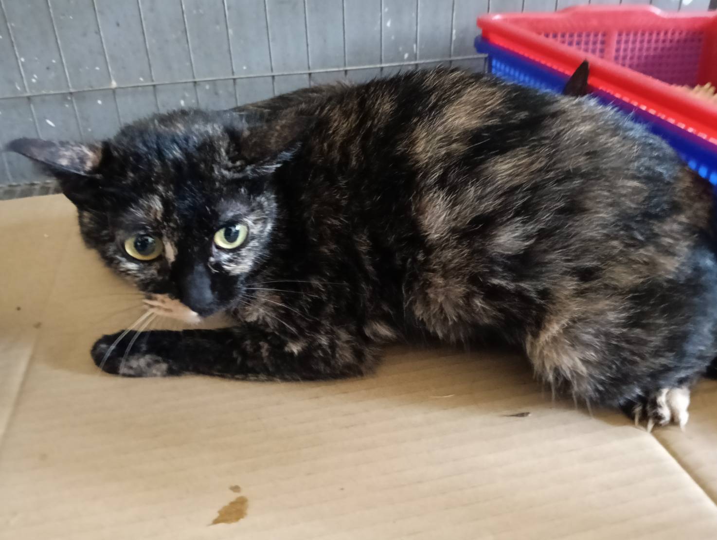 Photo of No. RAAAG1150508001, Adult · Female · Medium · Mixed breed