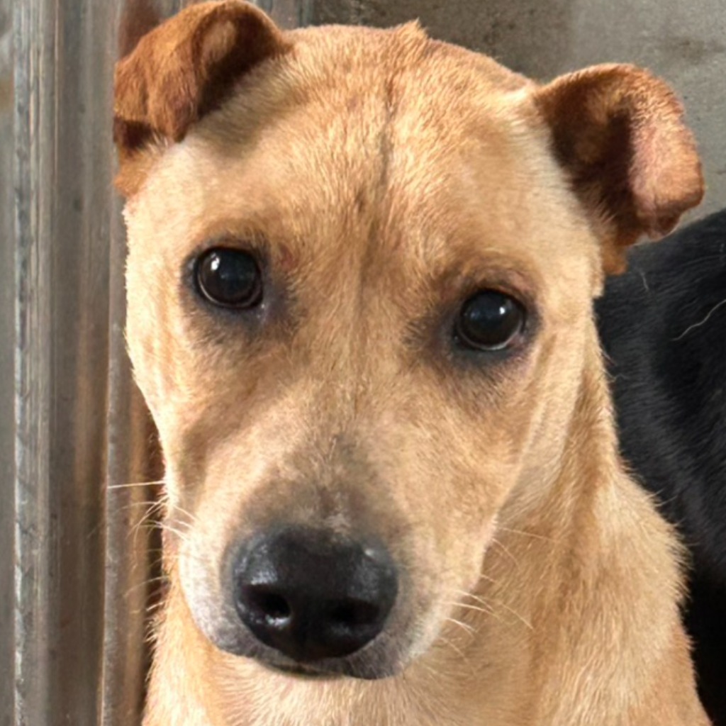 Photo of No. PAAAG1150430023, Adult · Male · Large · Mixed breed
