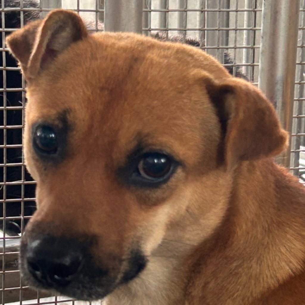 Photo of No. PAAAG1150430024, Adult · Male · Large · Mixed breed