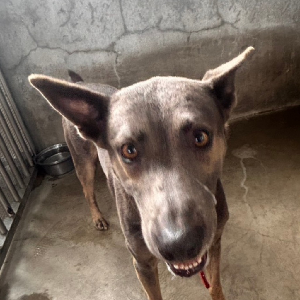 Photo of No. PAAAG1150505001, Adult · Male · Large · Mixed breed